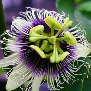 Passionfruit Seeds 10x | Passiflora Edulis | Sacred Medicinal Shaman Rare Ethno