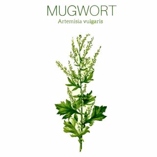 Mugwort Seeds 100x | Artemisia Vulgaris | Sacred Medicinal Shaman Rare Ethno
