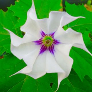 Datura Seeds 10x | Jimsonweed | Sacred Shaman Medicinal Rare