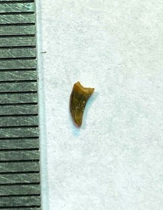 Baby Raptor Tooth Dinosaur Fossil Rare Collectible