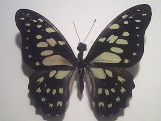 Real Insect/butterfly/moth Set/spread B6290 Rare Graphium Cyrnus 7 Cm Madagascar