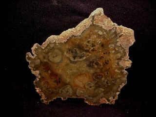 Rw Rare - - Polished " Rhexoxylon Fossil Wood Round " From Zimbabwe,  Africa
