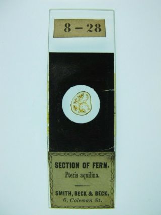 Antique Microscope Slide By Smith,  Beck & Beck.  Section Of Fern.  Pteris Aquilina