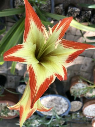 Rare Species Hippeastrum Nelsoni Well Established Offset Bulb