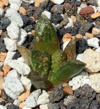 Younger VERY Rare Ariocarpus Fissuratus (Godzilla Cultivar) Cactus (Potted) 2