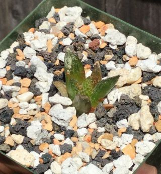 Younger VERY Rare Ariocarpus Fissuratus (Godzilla Cultivar) Cactus (Potted) 3