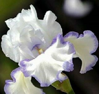 White Rare 2 Iris Bulbs Perennial Bonsai Bearded Rhizome Garden Plants