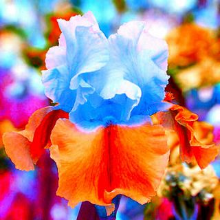 2 Iris Bulbs Perennial Herb Resistant Flowers Stunning Home Yard Bonsai Rare Hot