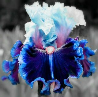 2 Bulbs Bearded Iris Perennial Resistant Flowers Rare Hardy Easy Care Plant Gift