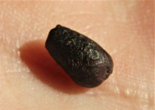 - TOP - - - TOP - - VERY RARE FOSSIL SEED.  CRETACEOUS.  MEXICO.  NºM17X 3