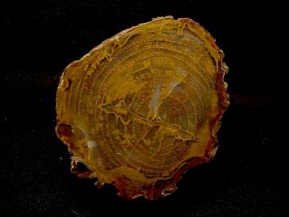 Rw Rare " Petrified Wood Limb " From Grassy Mt.  Collectors Item