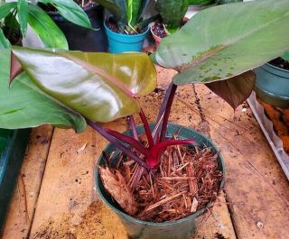 Philodendron Erubescens Pink Princess Rare Variegated Plant 4