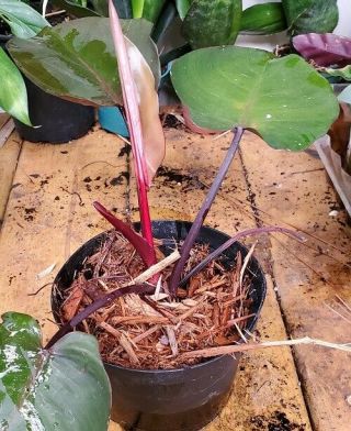 Philodendron Erubescens Pink Princess Rare Variegated Plant 2