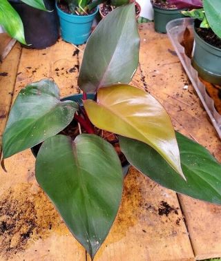 Philodendron Erubescens Pink Princess Rare Variegated Plant 5