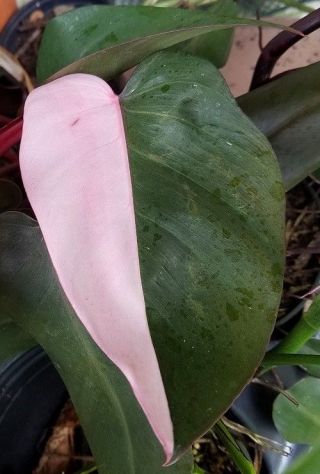 Philodendron erubescens Pink Princess RARE variegated plant 5 2