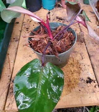 Philodendron Erubescens Pink Princess Rare Variegated Plant 3
