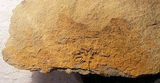 Rare And Unusual Echinoderm,  ?crinoid Or Solute? : Carboniferous Of Devon,  Uk