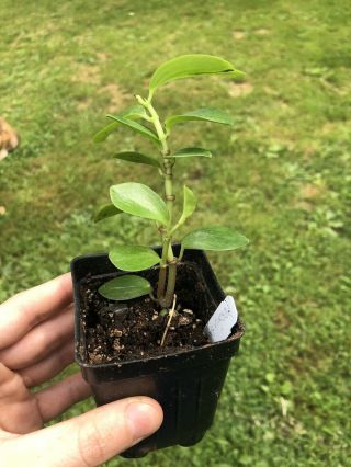 Rare Peperomia Bamboo Stalks - Easy To Grow - 2.  5 " Pot - Collector 