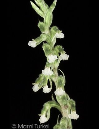 Cyclopogon Lindleyanus,  Very Rare Terrestrial Jewel Orchid