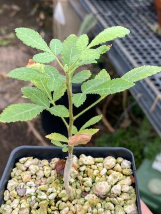 Commiphora Confusa Seedling,  Plant Very Rare