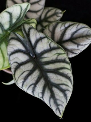 Alocasia Baginda Silver Dragon - Very Rare Aroid,  Philodendron/monstera Companion