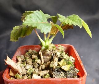 Beiselia Mexicana - Very Rare Caudex Succulent,  Mini Bonsai
