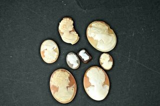 8 Antique Shell Cameos For Pendants & Jewellery 1930s