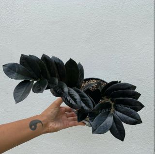 Rare Black Raven Zz Full Plant 6’’ Pot Zamioculcas Zamiifolia