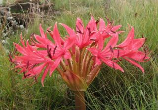Big Brunsvigia Radulosa - Extremely Rare Bulbous Ornamental Plant,  Geophyte