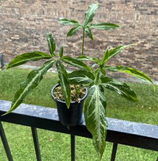 Syngonium Angustatum ‘five Fingers - Rare Aroid - Not Philodendron Monstera
