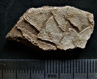 5 Devonian Armor (placoderms) Fish Fragment.  Rare