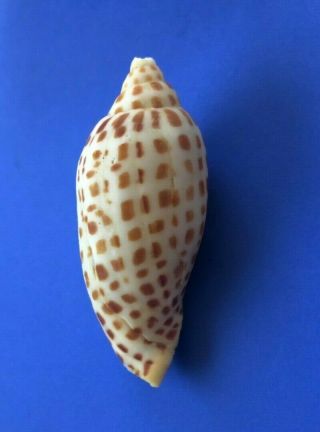 Scaphella Junonia 92mm Volute Voluta Rare Florida Seashell Sanibel Island Shell