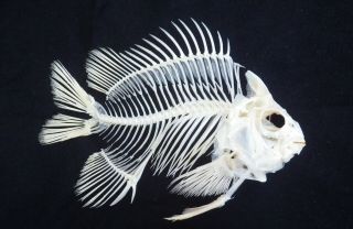 Rare Damsel Fish Skeleton Real Complete Animal Museum - Grade Taxidermy Skull