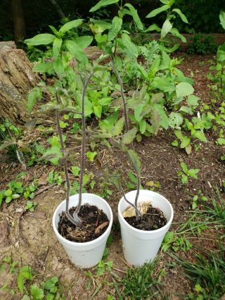 (2) Live - Blue Cream Berries - Rare Heirloom Tomato Plants