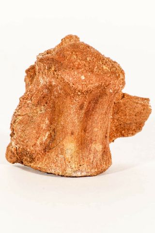 M327 - Rare 1.  81  Dinosaur Partial Vertebra Bone Upper Cretaceous Kemkem Beds