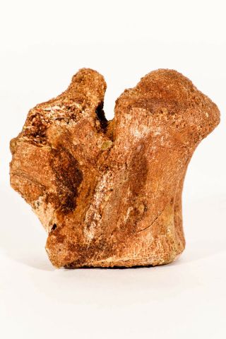 M327 - Rare 1.  81  Dinosaur Partial Vertebra Bone Upper Cretaceous KemKem Beds 2