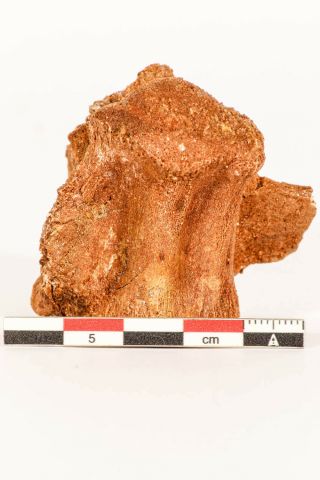 M327 - Rare 1.  81  Dinosaur Partial Vertebra Bone Upper Cretaceous KemKem Beds 3