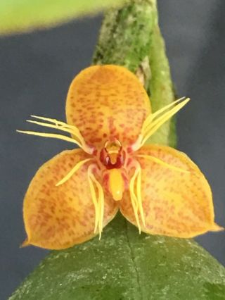 Bulbophyllum Flavofimbriatumum Very Rare Orchid Species Blooming Size 1