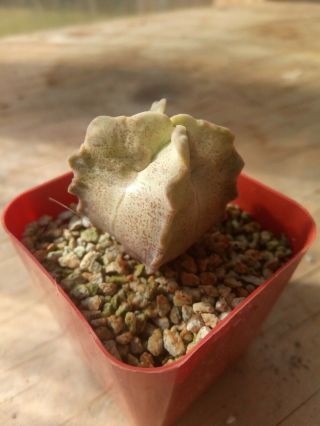 Whitesloanea Crassa,  Seedling,  Own Root,  Rare Succulent Plant,  Pseudolithos 2