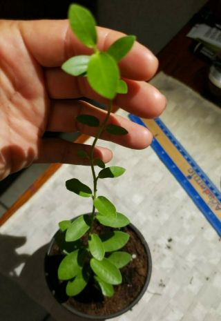 Rare Hoya Cumingiana Plant.  With Root.