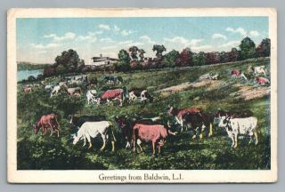 Cow Farm " Greetings From Baldwin Ny " Antique Long Island Generic Postcard 1910s