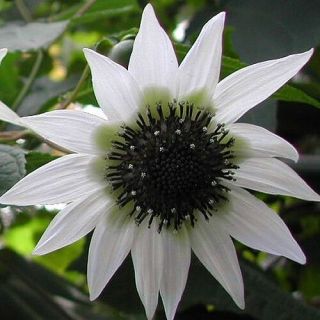 Extremely Rare - White " Tree Sunflower " - Rojasianthe Superba Seeds
