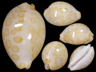 Annepona Mariae Rare Live Taken,  Philippines Shell Seashell Cypraea