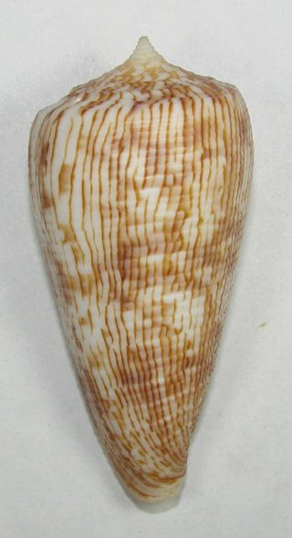 Conus Kuroharai 59.  69mm Choice Rare Specimen Balut Is. ,  Davao,  Philippines