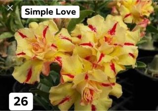 Rare Adenium Desert Rose - Multi Layers - 26 Simple Love (3 - 4 Yrs Old) Usa