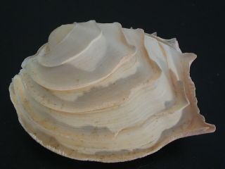 Rarely Seen Beauty.  Bassina Disjecta 57.  7mm Tasmania Seashell
