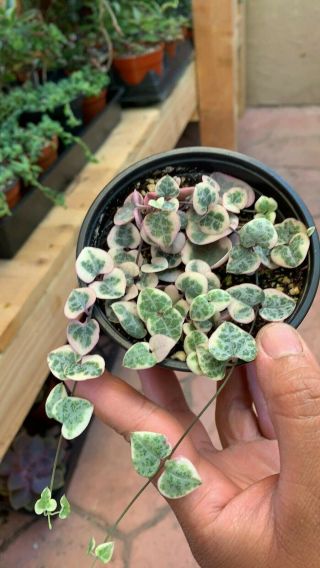 Variegated String Of Hearts Plant Succulent Ceropegia Woodii Very Rare This Full
