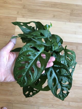 Monstera Adansonii,  Monstera Plant Swiss Cheese Philodendron 6” Pot Rare Large 5