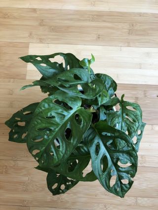 Monstera Adansonii,  Monstera Plant Swiss Cheese Philodendron 6” POT RARE LARGE 5 2
