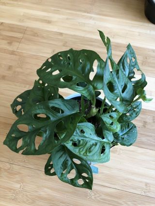 Monstera Adansonii,  Monstera Plant Swiss Cheese Philodendron 6” POT RARE LARGE 5 3